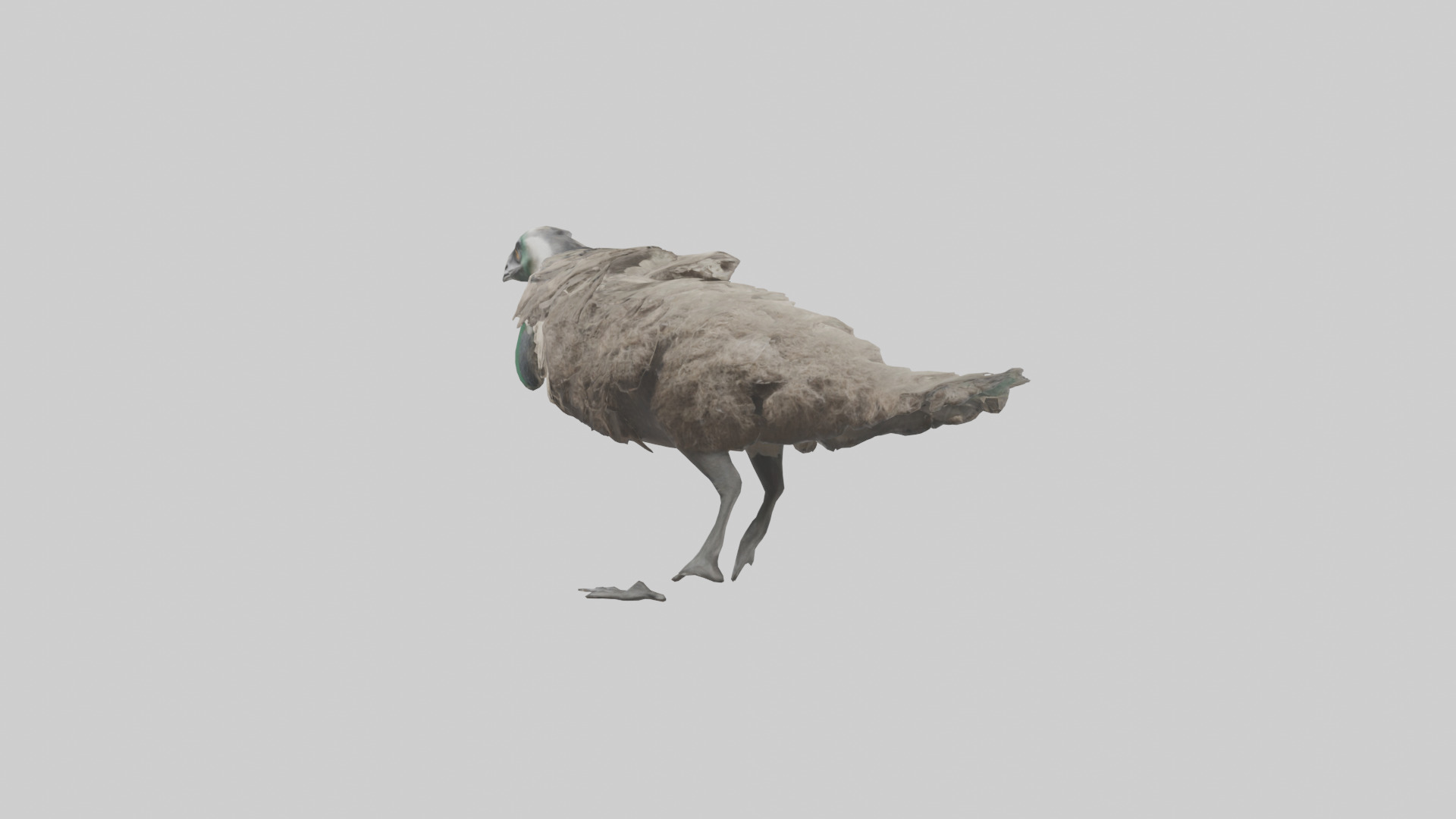 Emu running model Low-poly 3D model_1