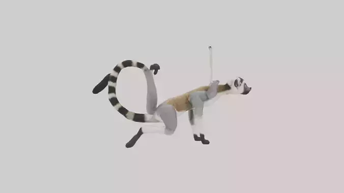 Endangered Lemur swinging model Low-poly 3D model