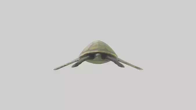 Endangered Sea Turtle swimming model