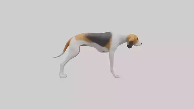 English Foxhound sniffing model Low-poly 3D model