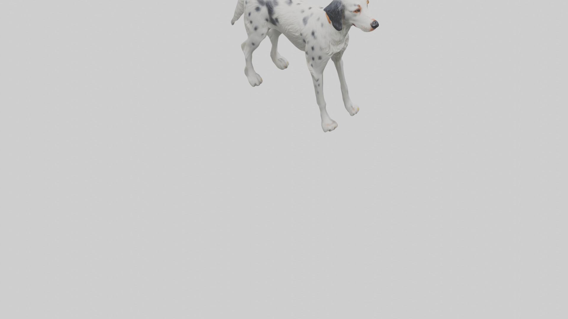 English Setter hunting model Low-poly 3D model_4