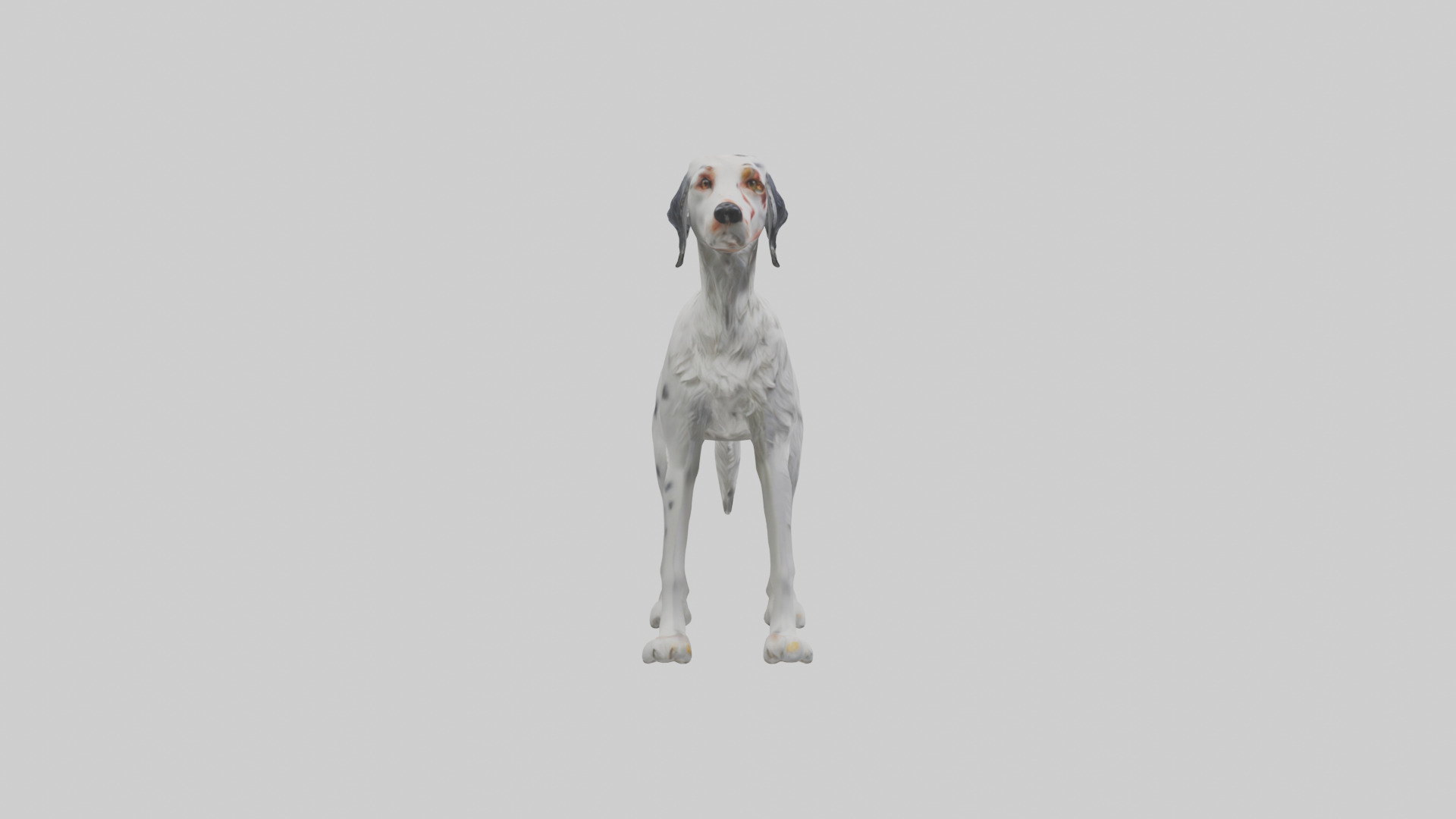 English Setter hunting model Low-poly 3D model_13