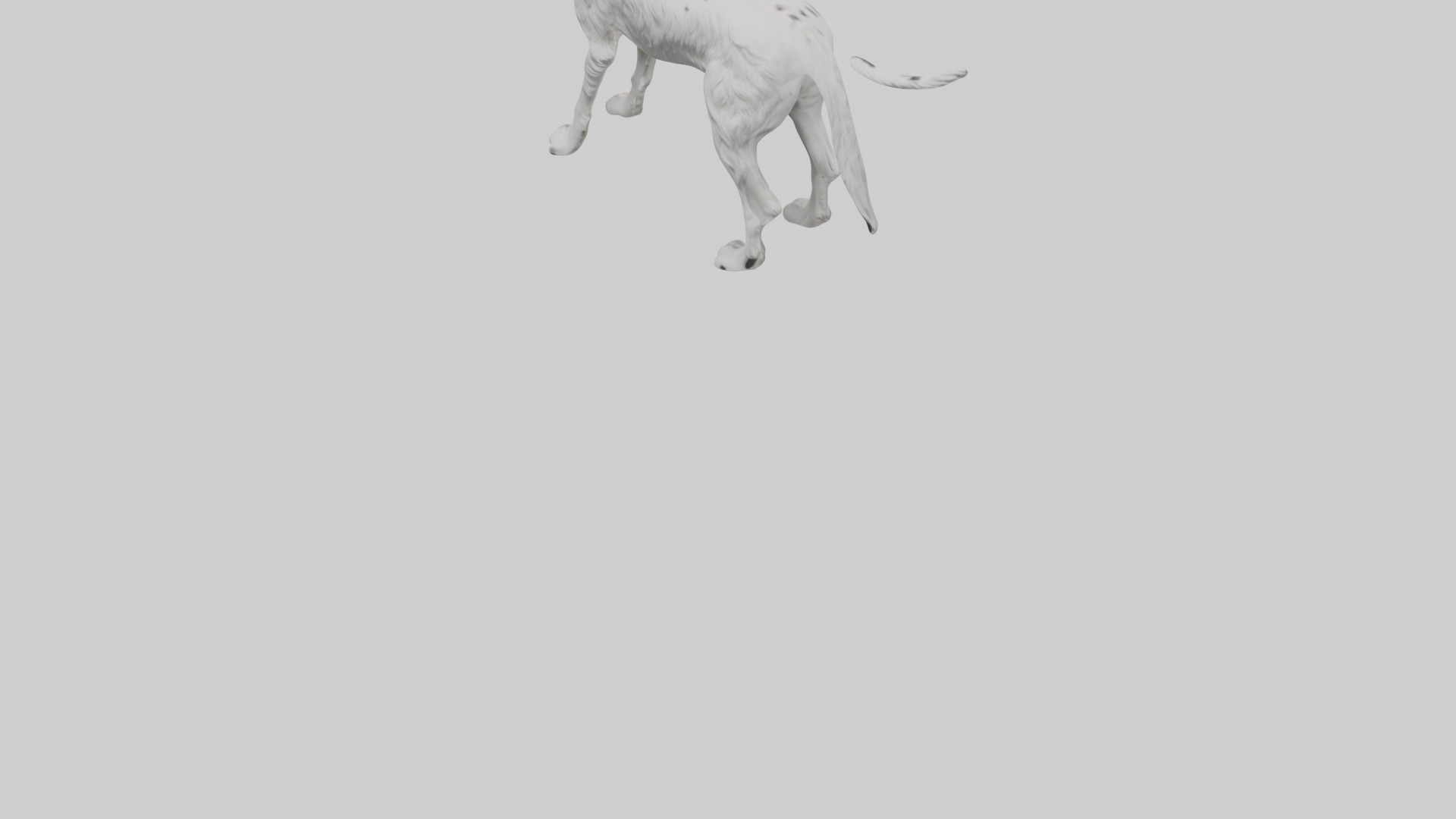 English Setter hunting model Low-poly 3D model_5