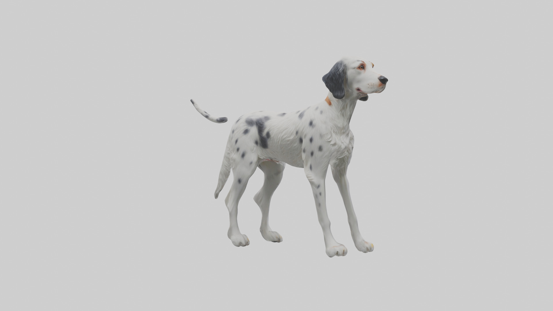 English Setter hunting model Low-poly 3D model_2