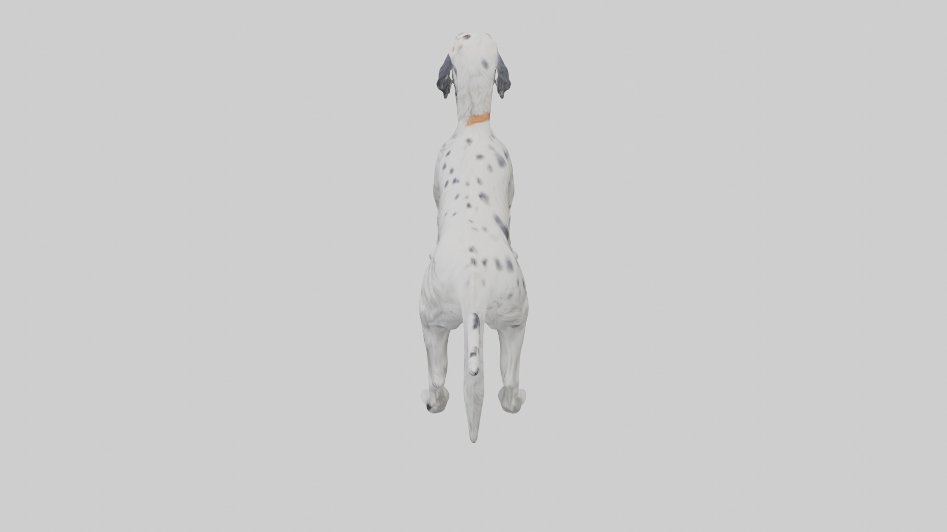 English Setter hunting model Low-poly 3D model_17