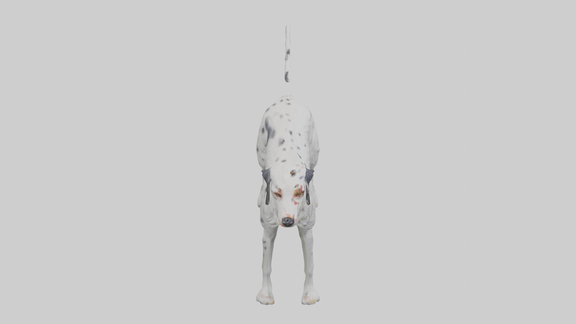 English Setter hunting model Low-poly 3D model_18