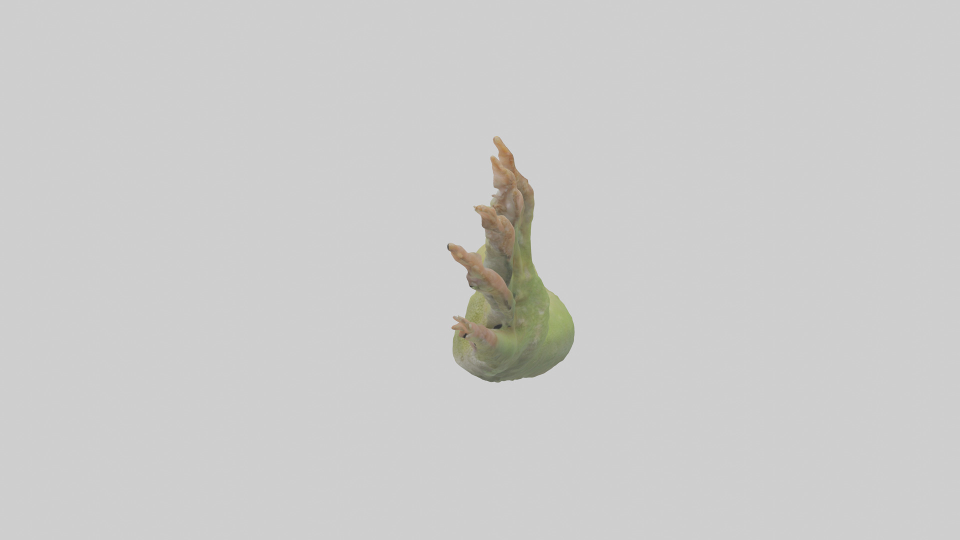 Gecko Feet Model Low-poly 3D model_8