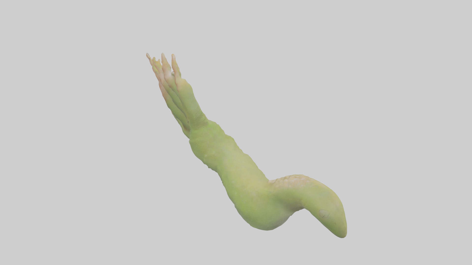 Gecko Feet Model Low-poly 3D model_15
