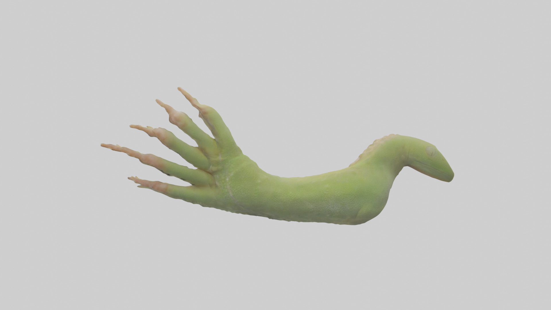 Gecko Feet Model Low-poly 3D model_1
