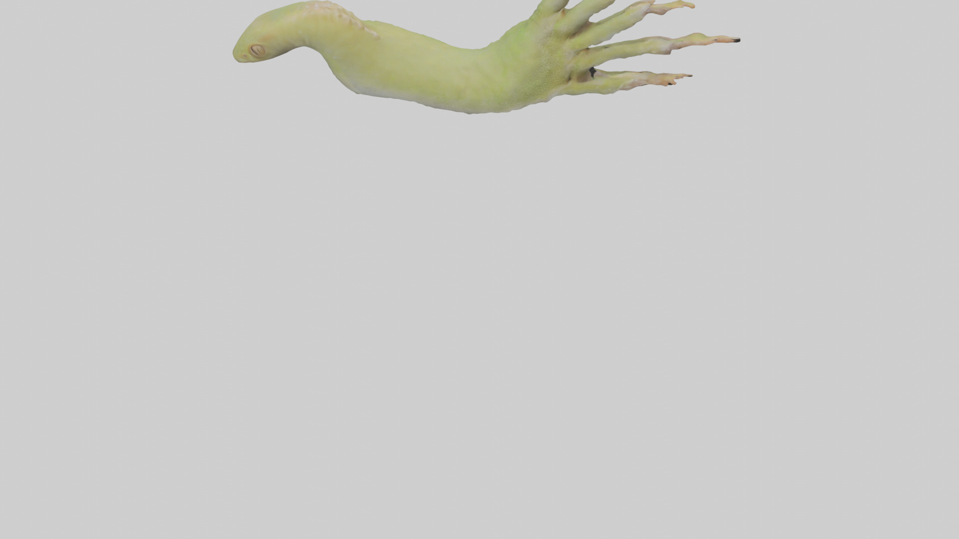 Gecko Feet Model Low-poly 3D model_6