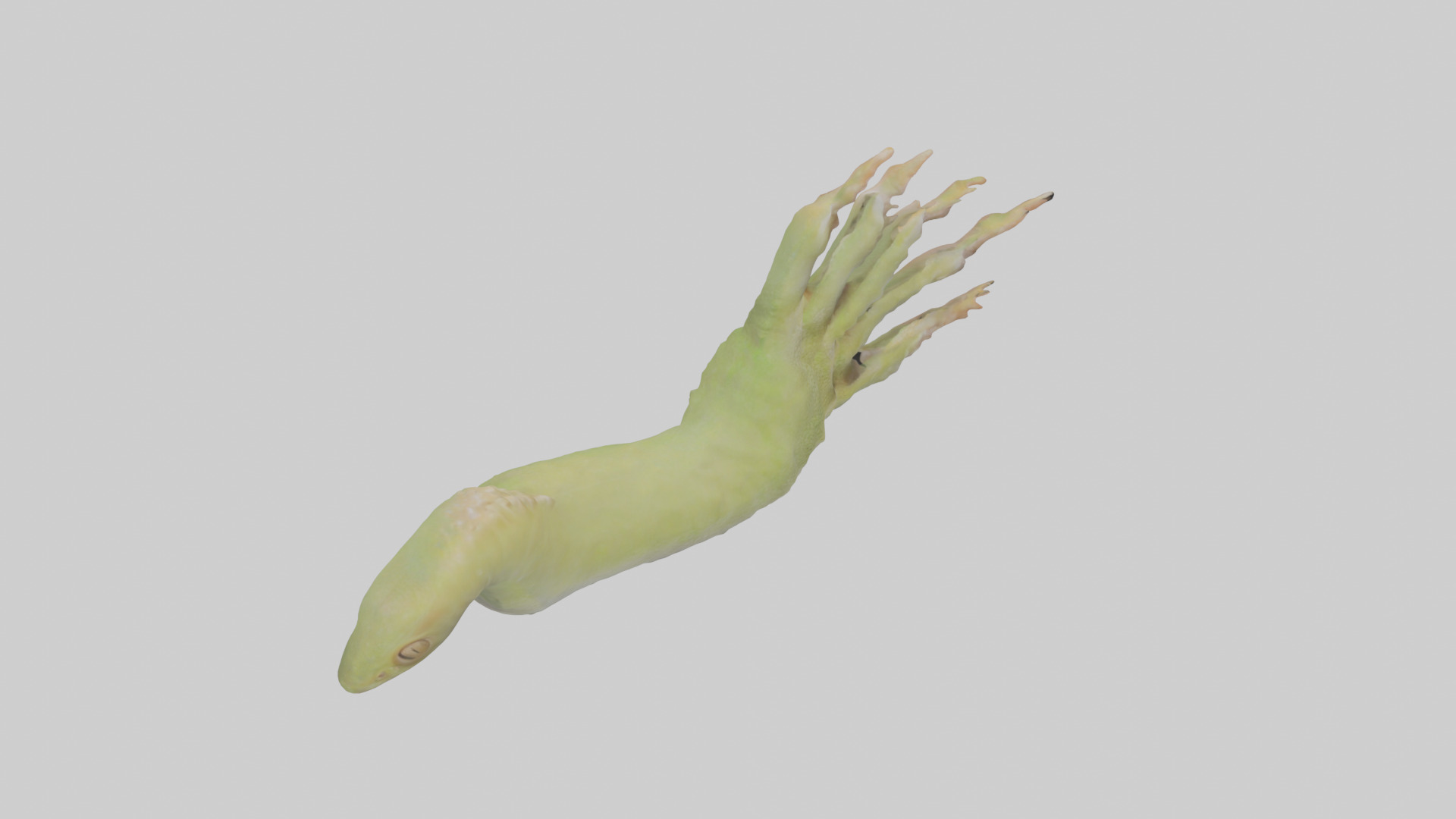 Gecko Feet Model Low-poly 3D model_18