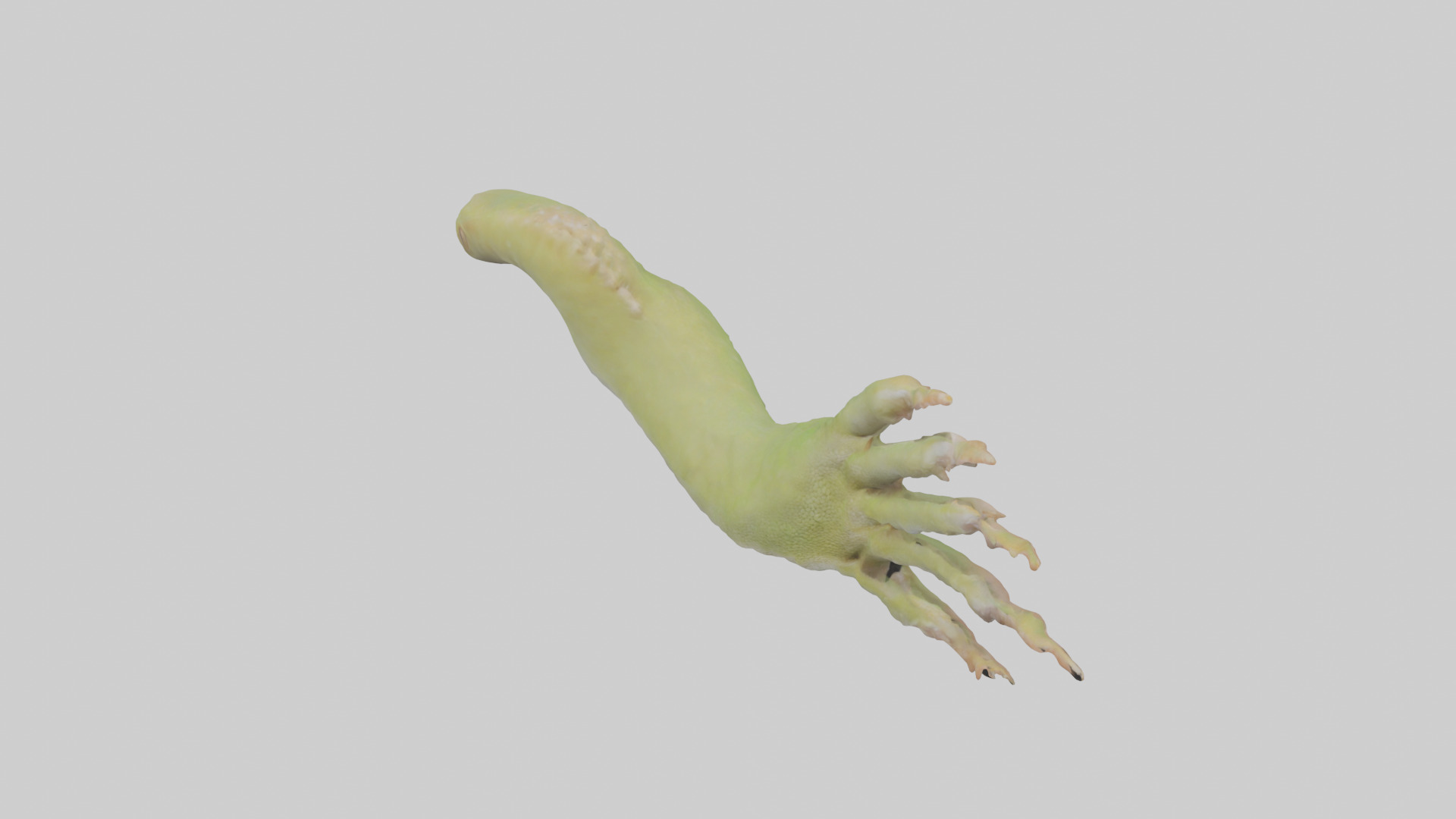 Gecko Feet Model Low-poly 3D model_16