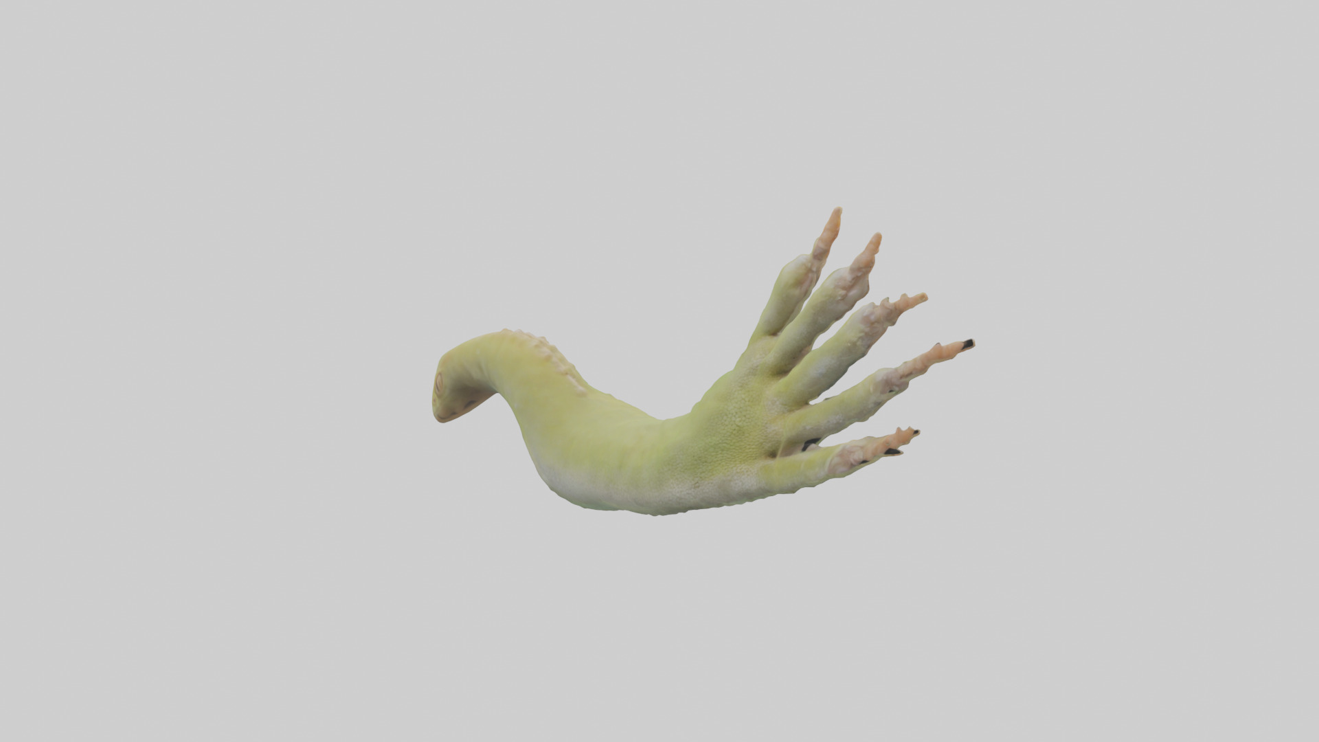 Gecko Feet Model Low-poly 3D model_9