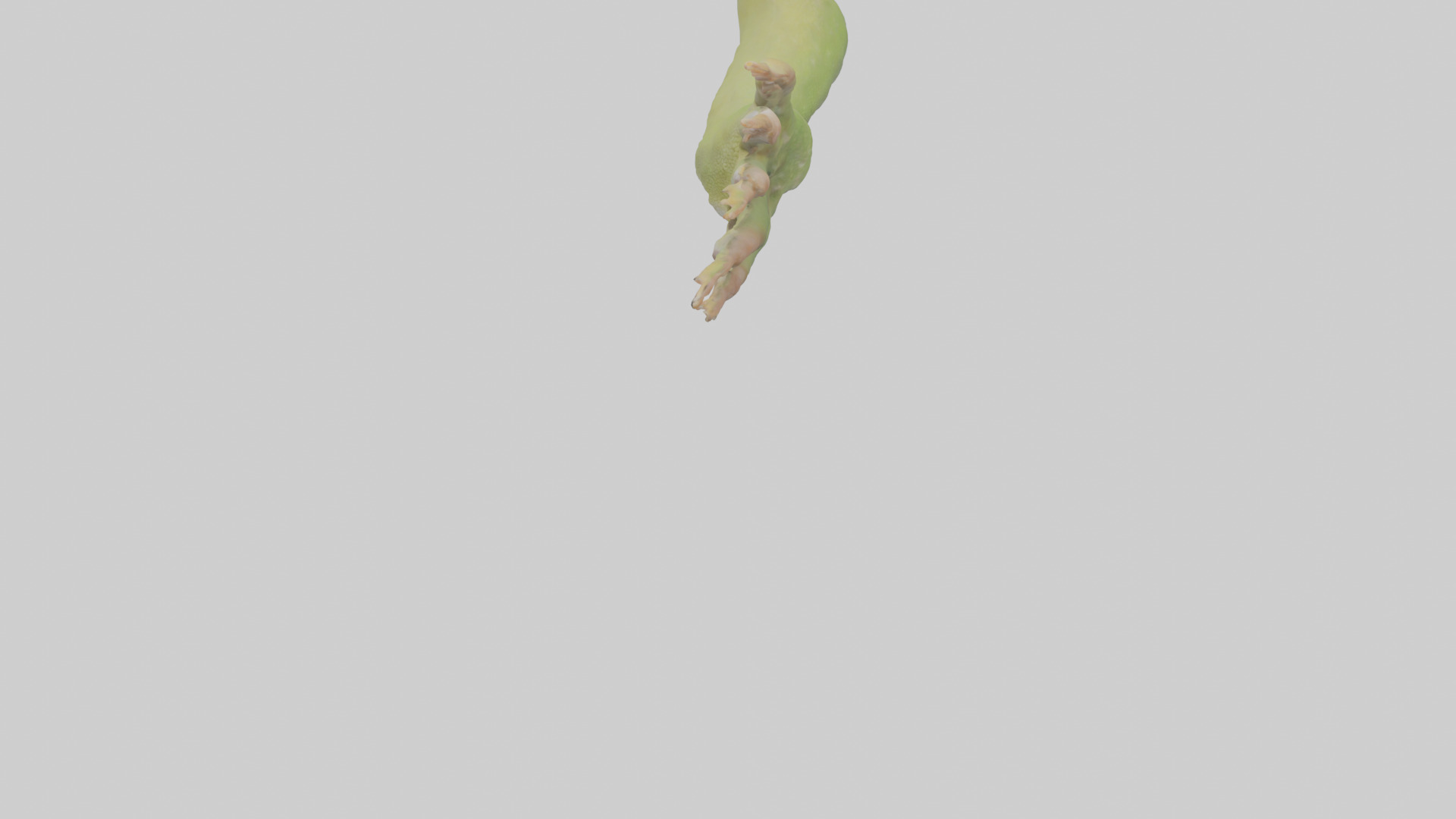 Gecko Feet Model Low-poly 3D model_5
