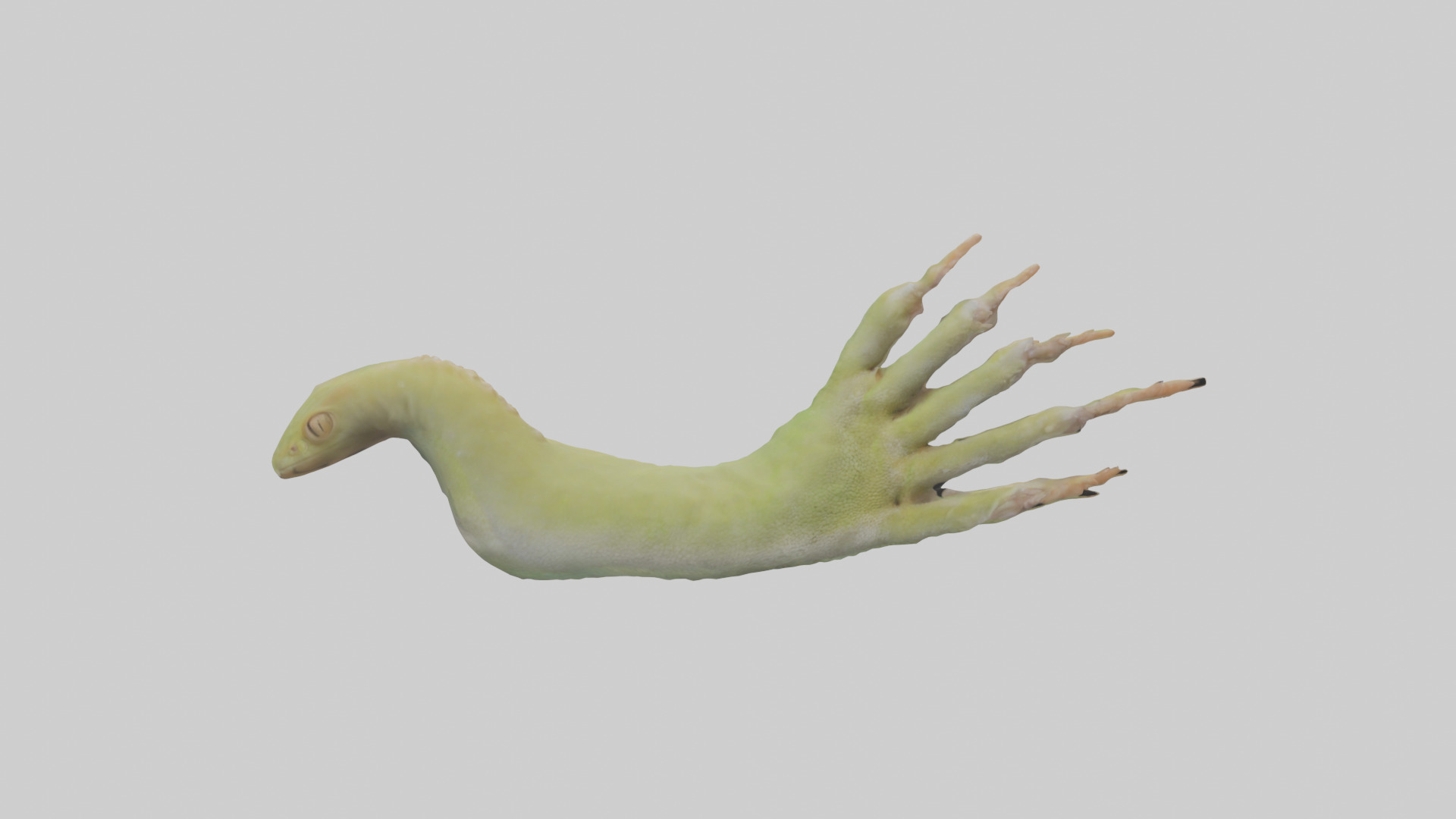 Gecko Feet Model Low-poly 3D model_7