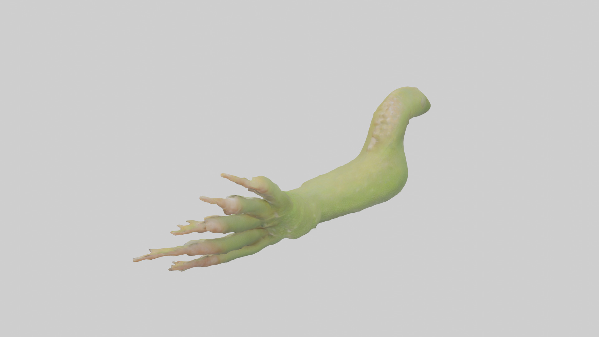 Gecko Feet Model Low-poly 3D model_17