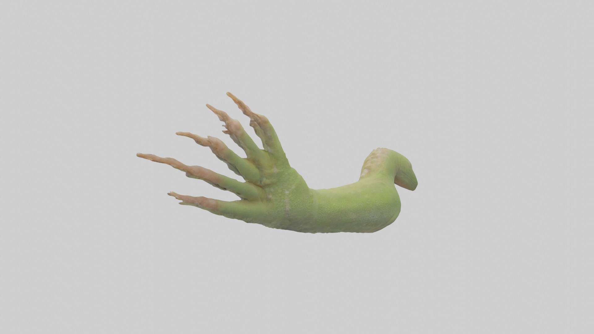 Gecko Feet Model Low-poly 3D model_12