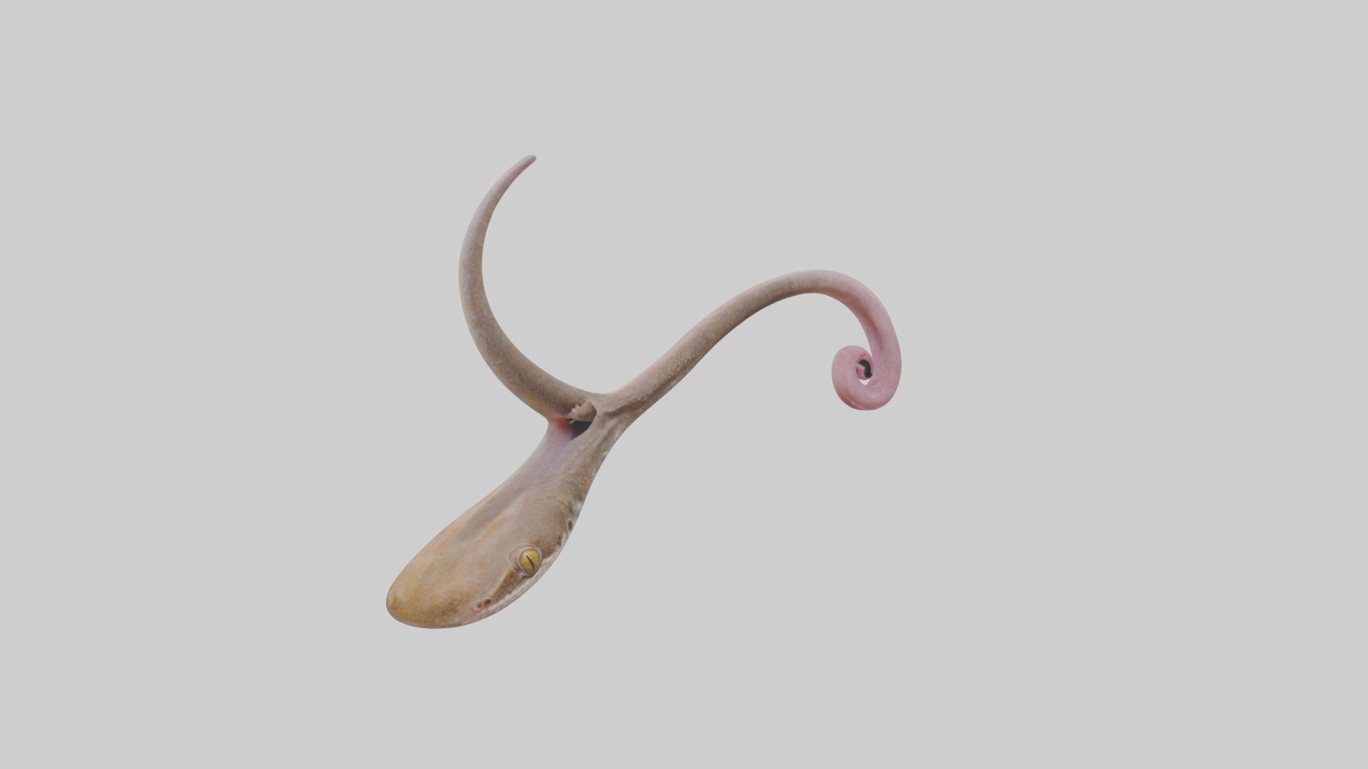 Gecko Tongue Low-poly 3D model_7