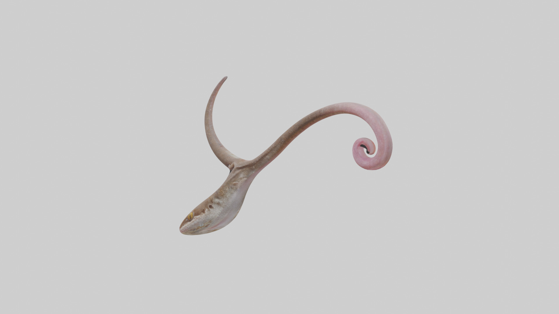 Gecko Tongue Low-poly 3D model_8