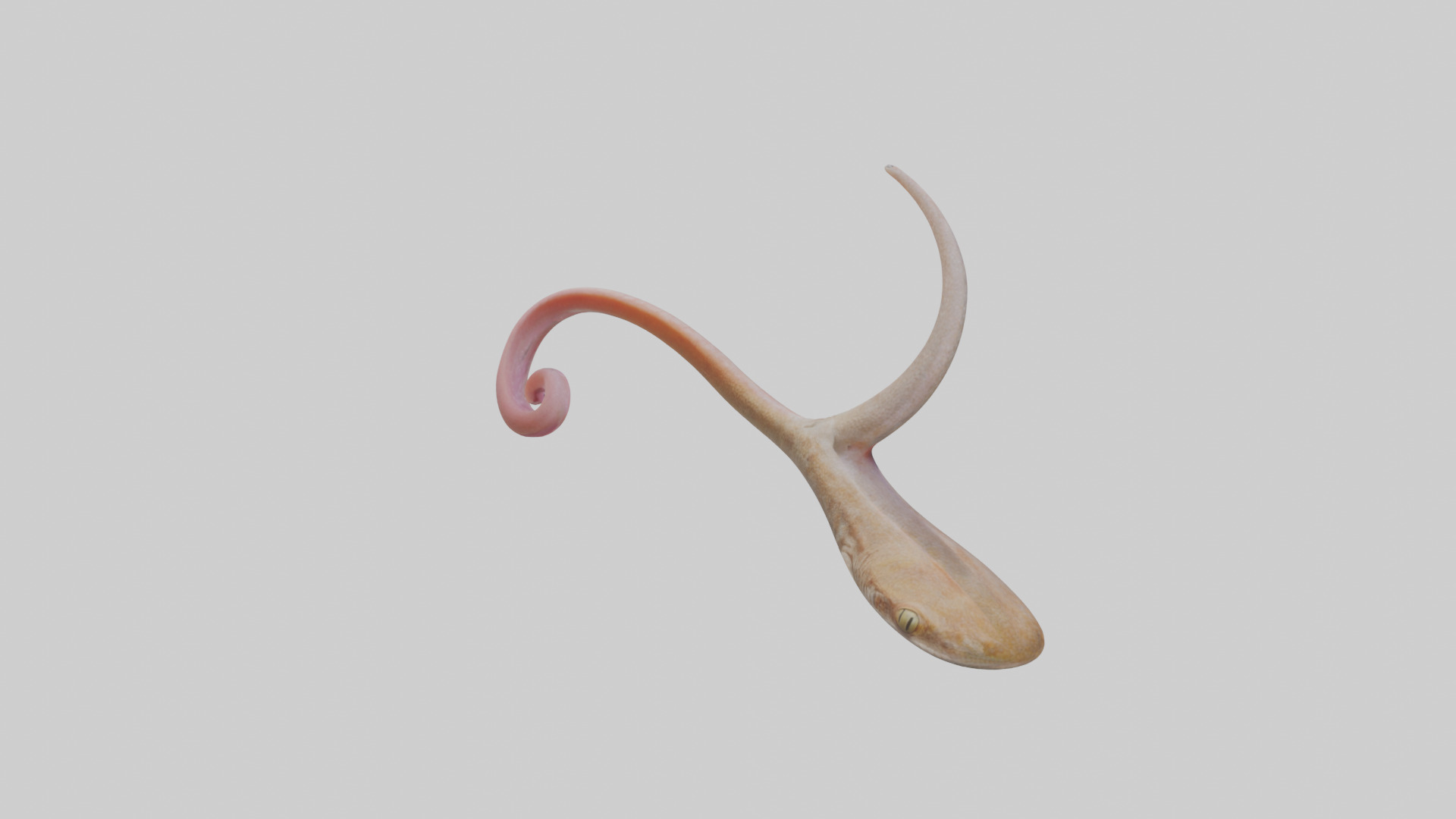 Gecko Tongue Low-poly 3D model_2