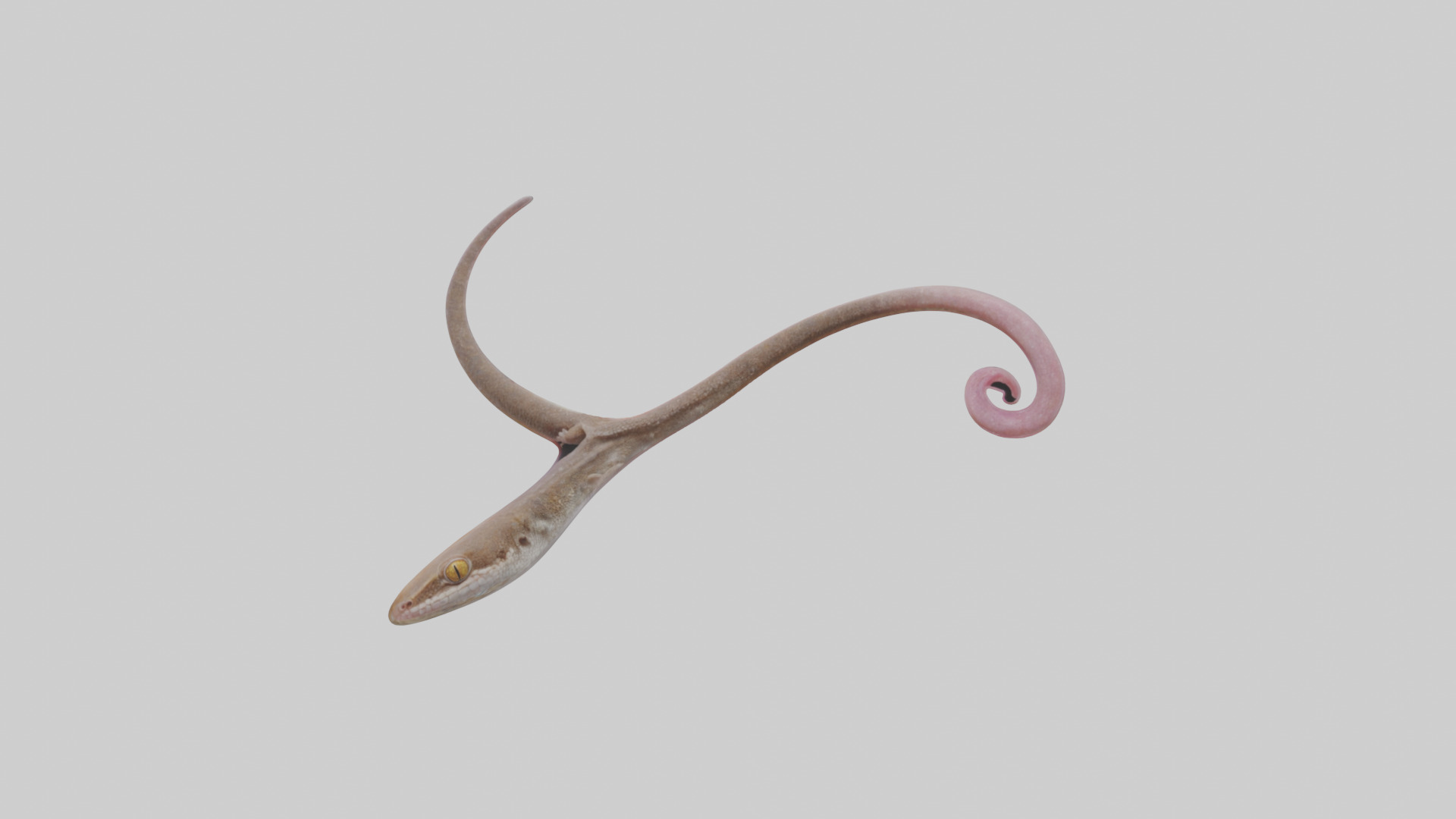 Gecko Tongue Low-poly 3D model_9
