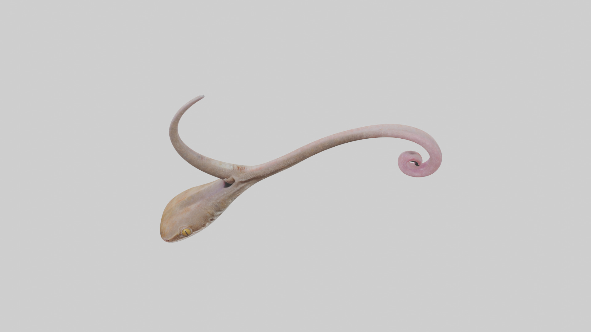 Gecko Tongue Low-poly 3D model_16