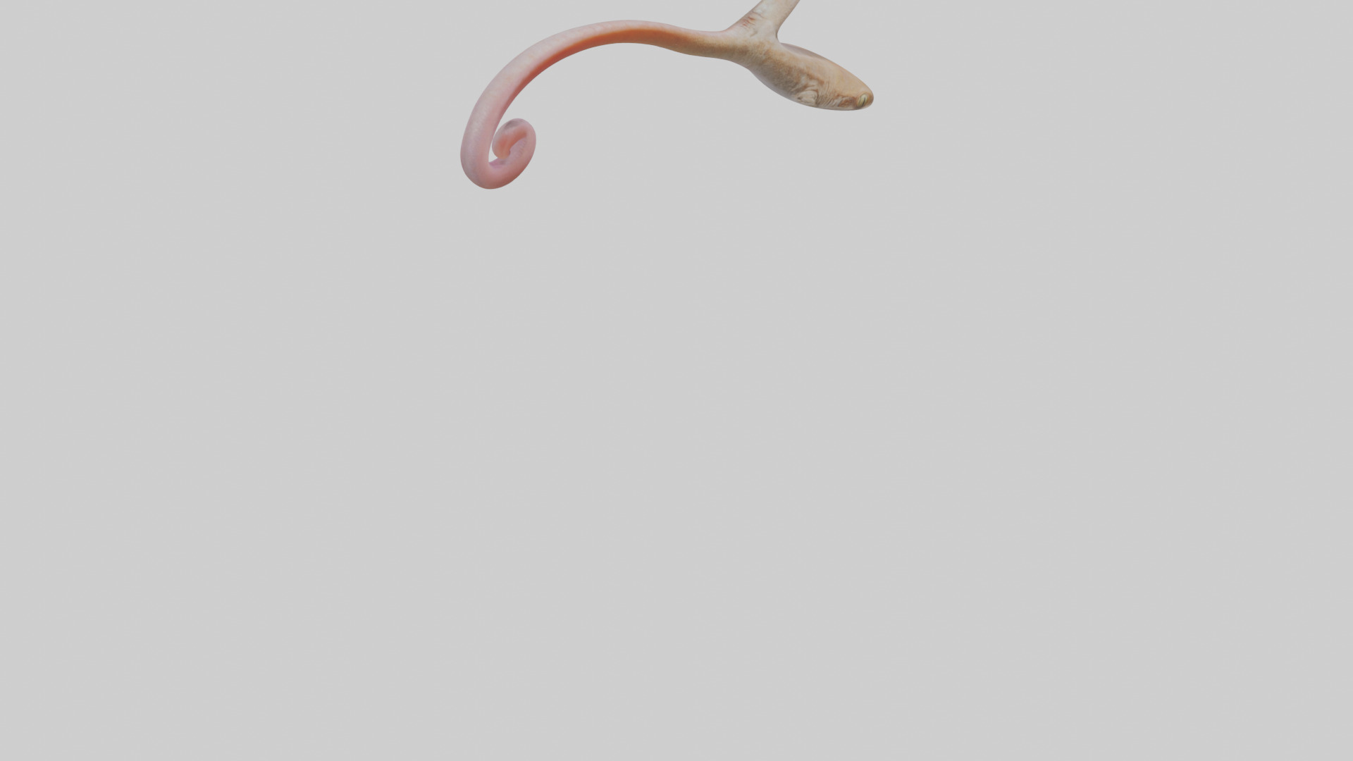 Gecko Tongue Low-poly 3D model_3