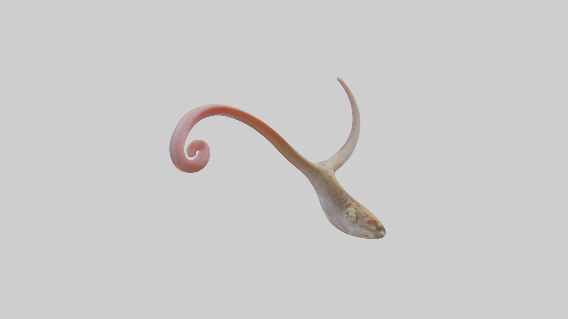 Gecko Tongue Low-poly 3D model_1