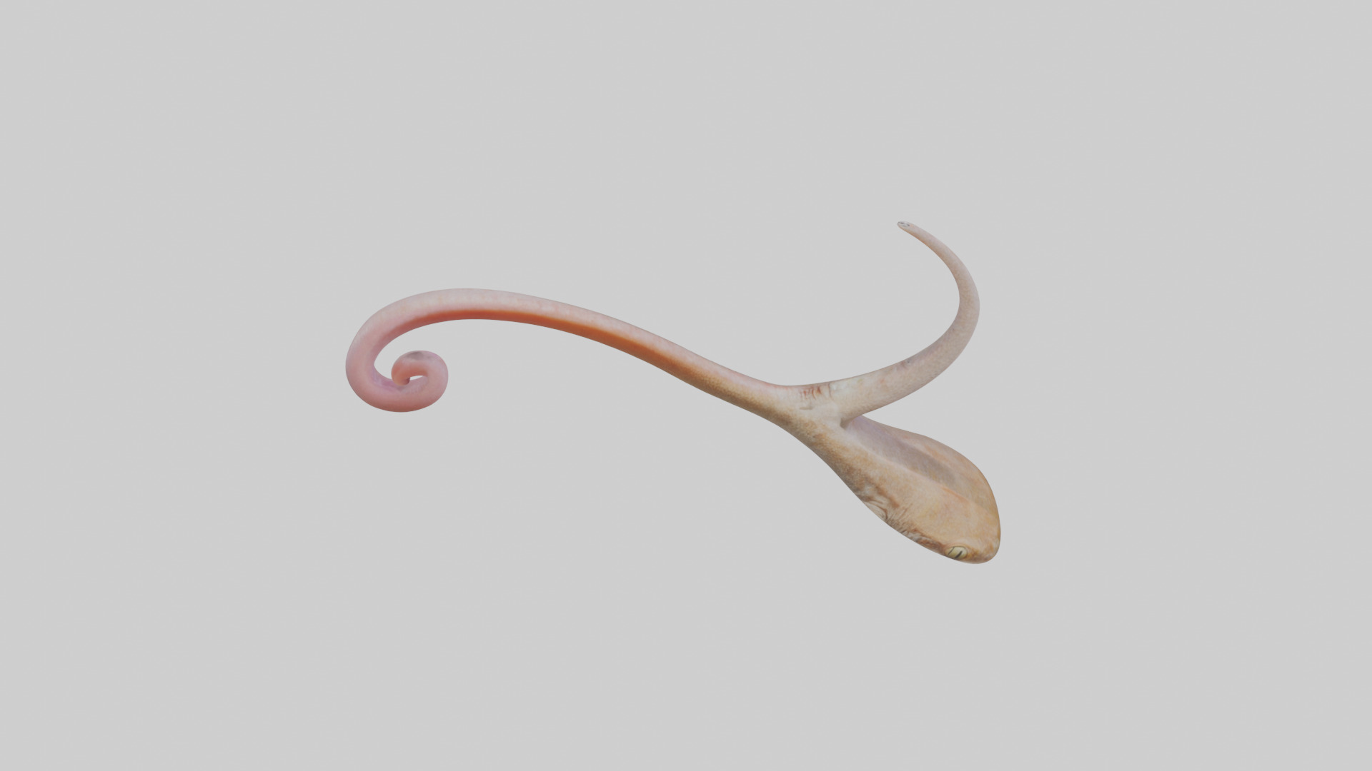 Gecko Tongue Low-poly 3D model_15