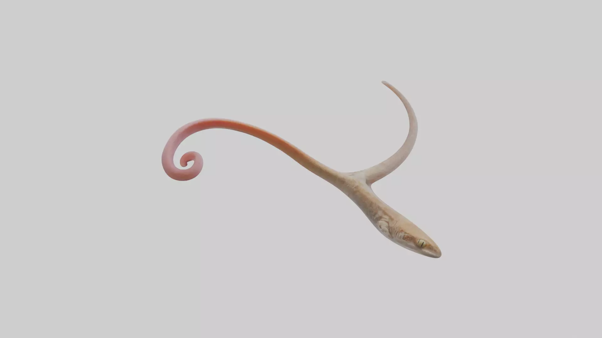 Gecko Tongue Low-poly 3D model_0