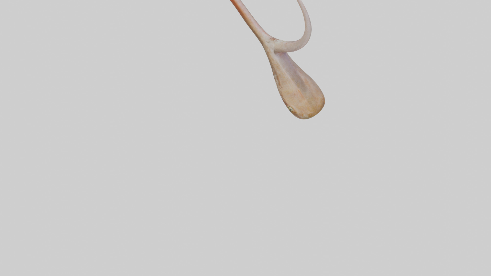 Gecko Tongue Low-poly 3D model_4