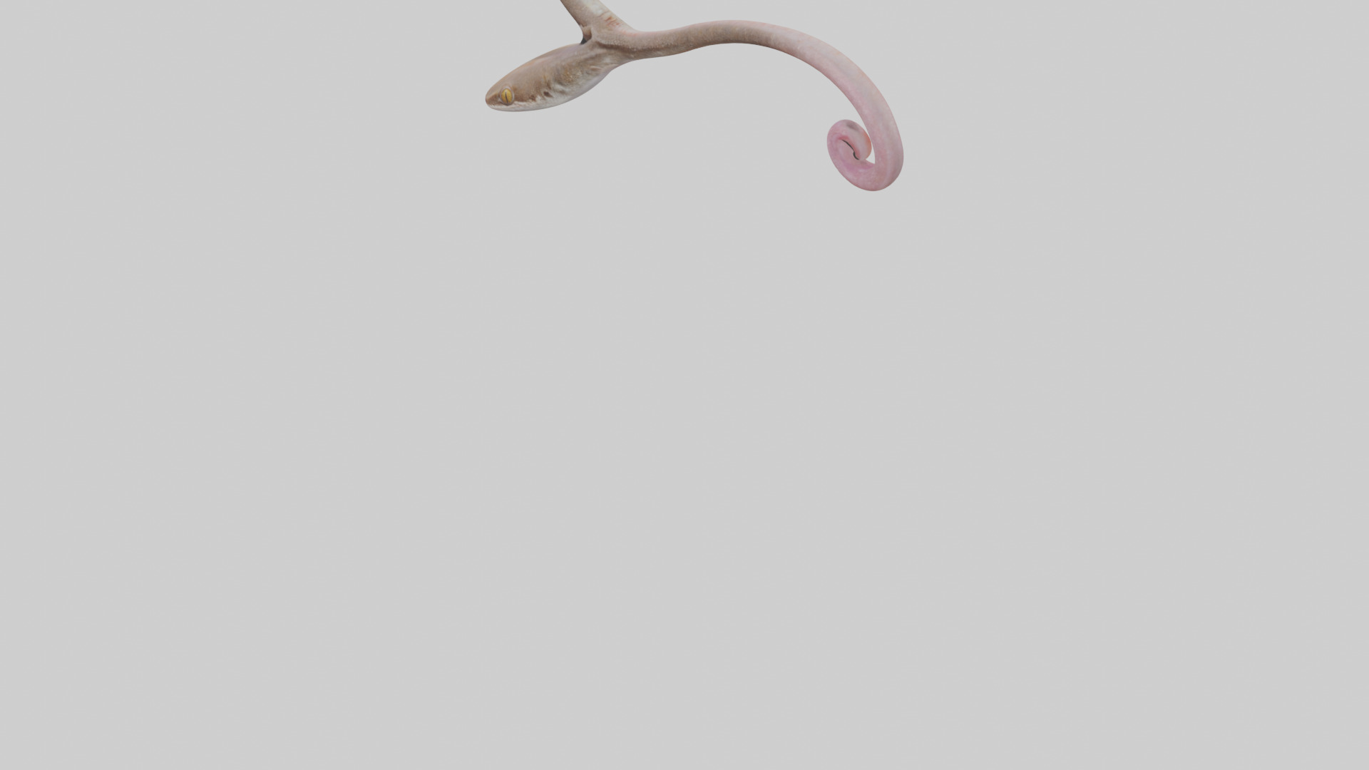 Gecko Tongue Low-poly 3D model_5