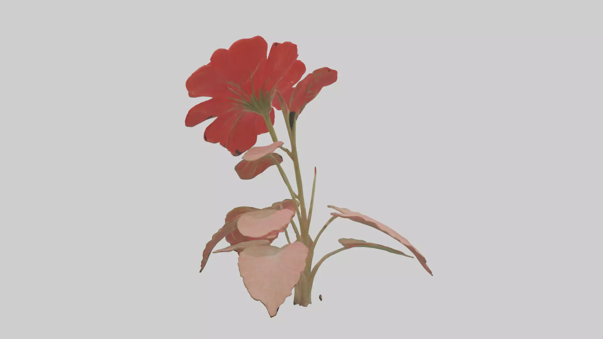 Geranium model Low-poly 3D model_0