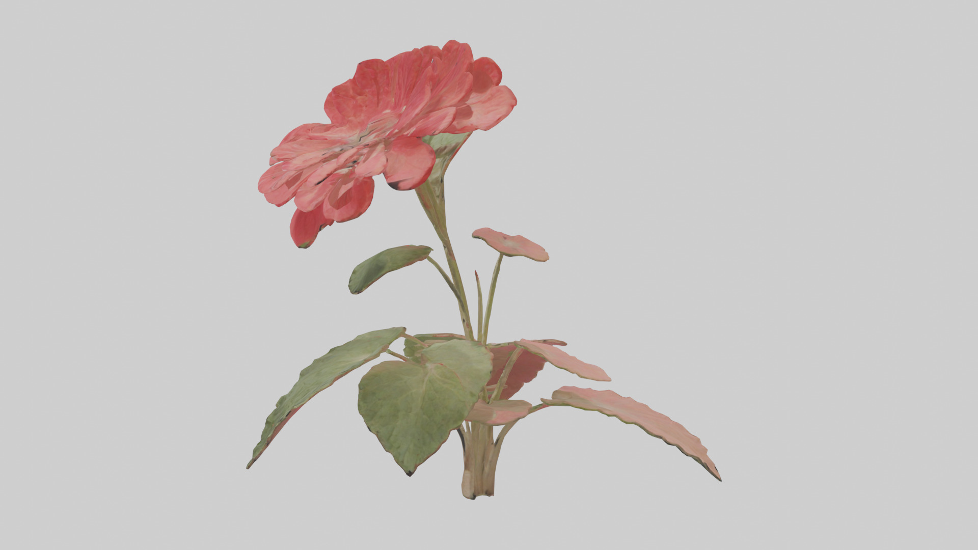 Geranium model Low-poly 3D model_12