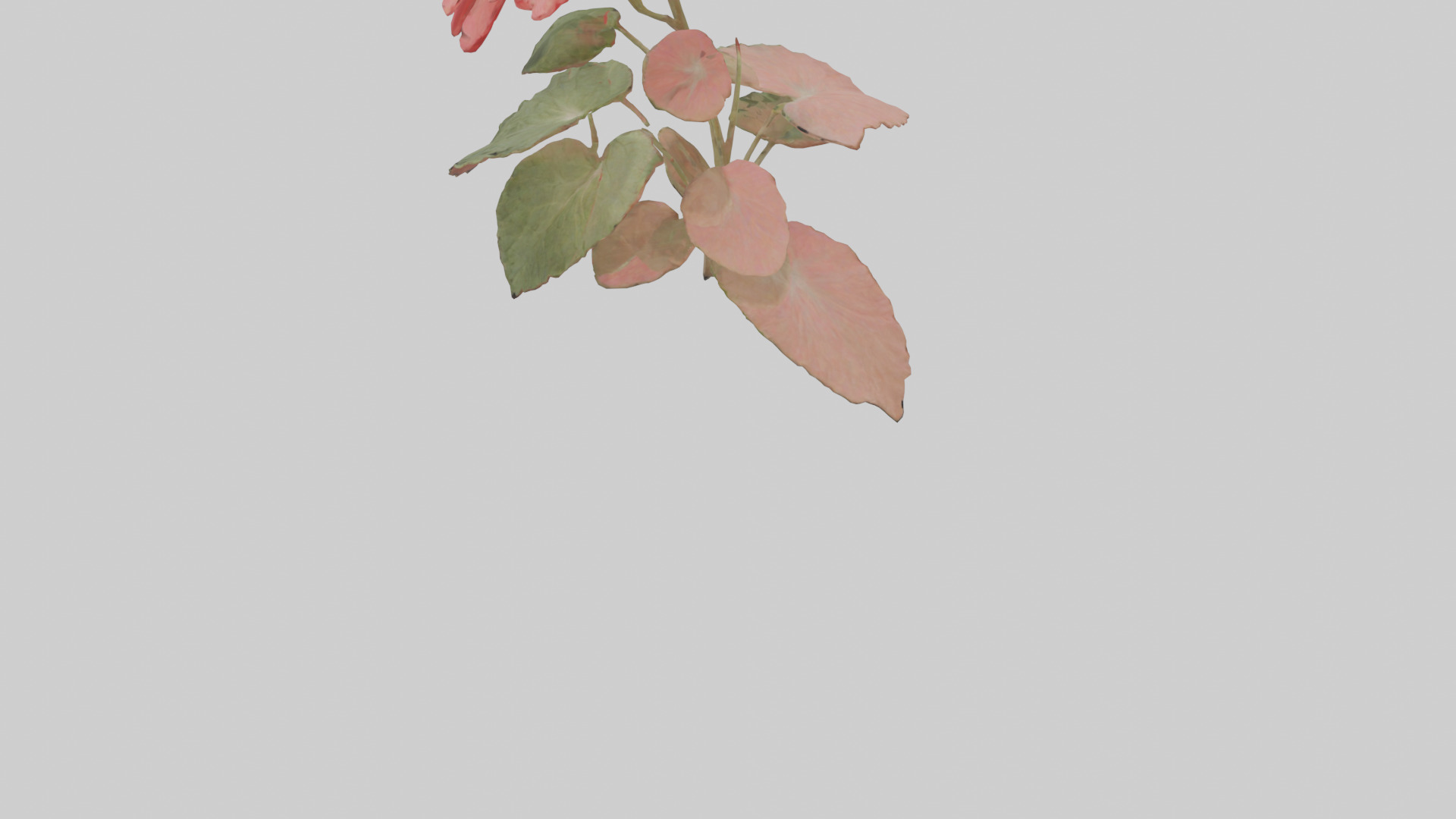 Geranium model Low-poly 3D model_3
