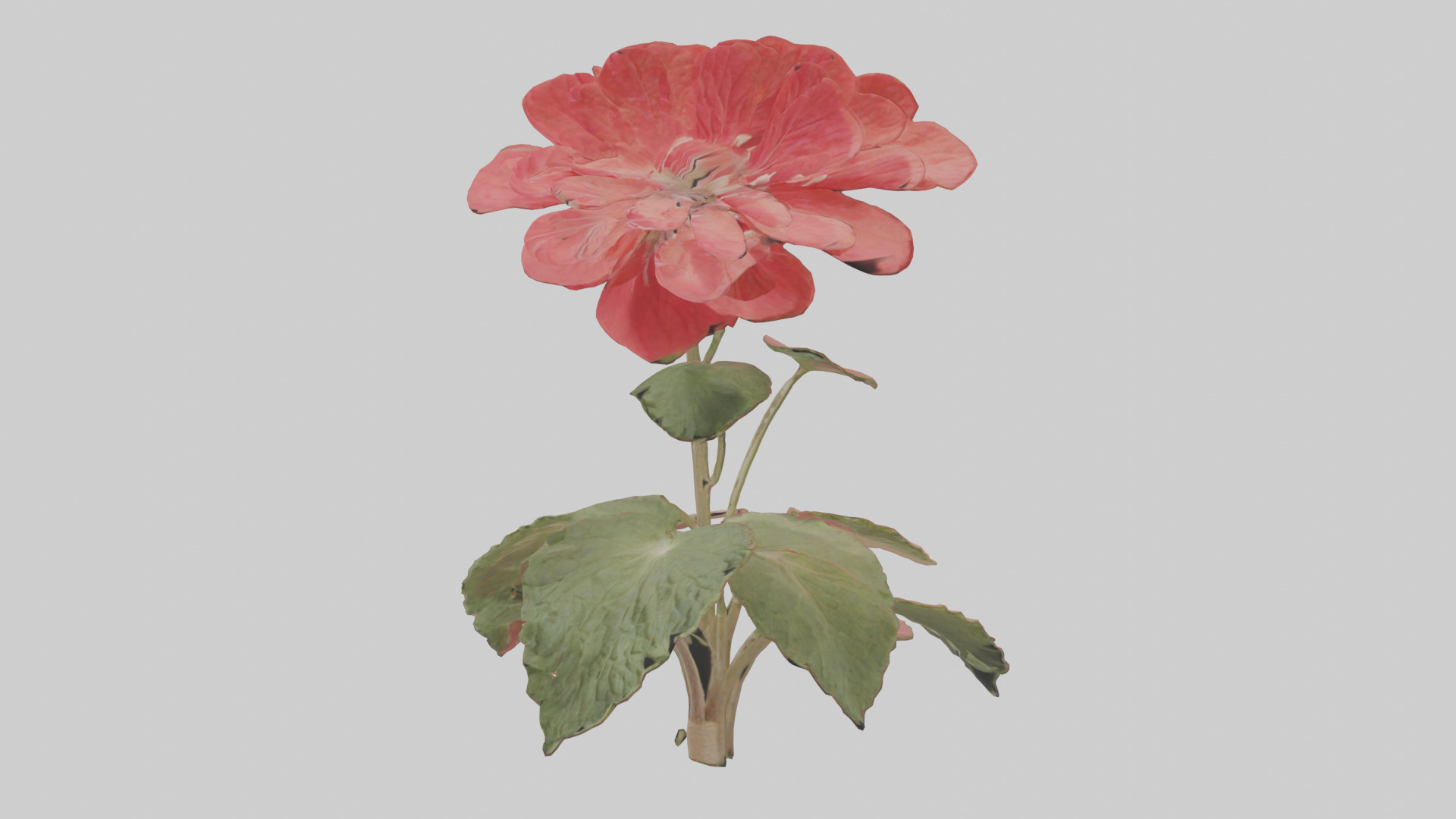 Geranium model Low-poly 3D model_8