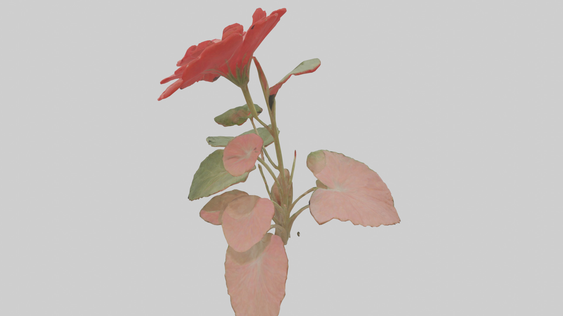 Geranium model Low-poly 3D model_15