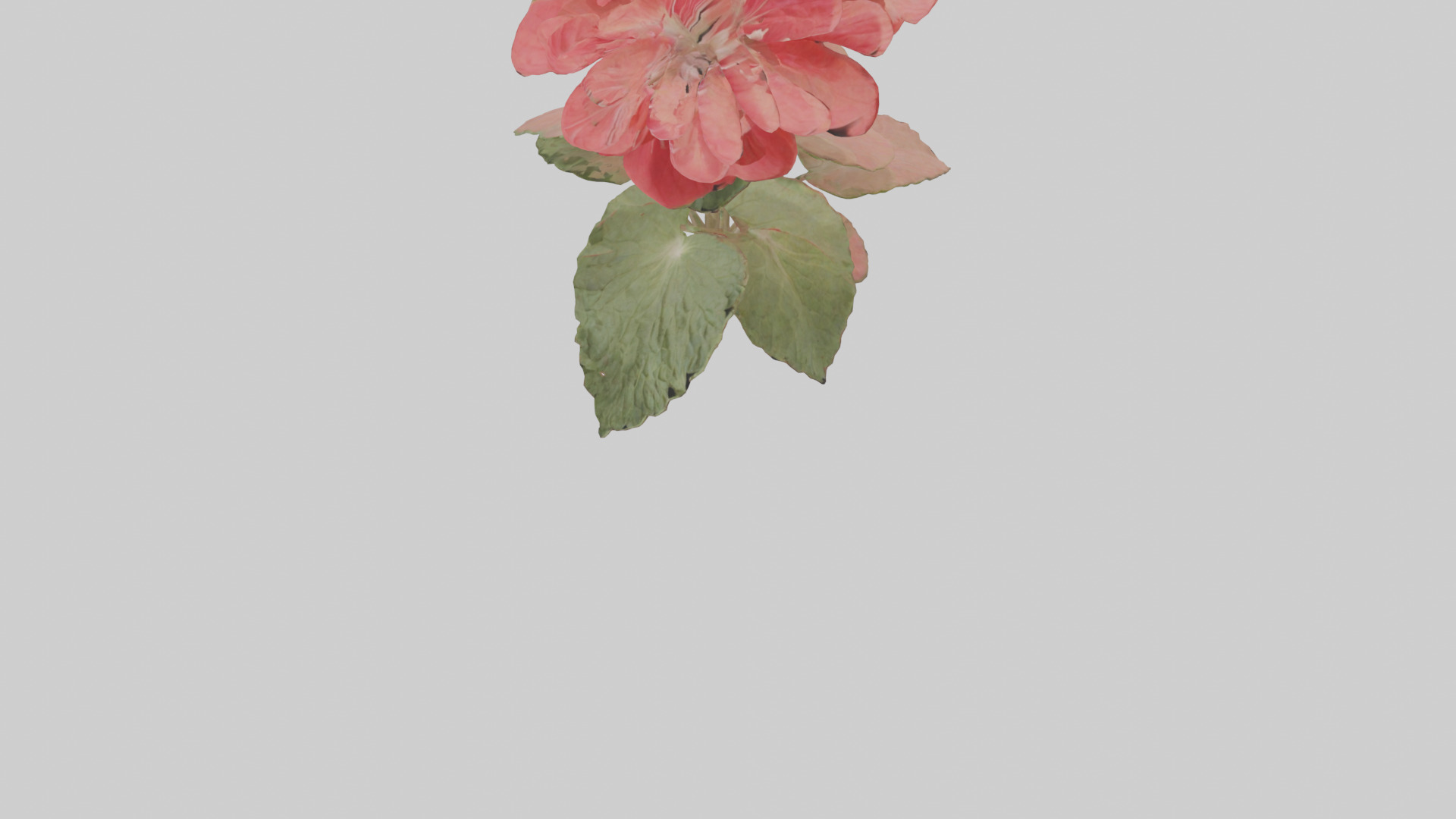 Geranium model Low-poly 3D model_5