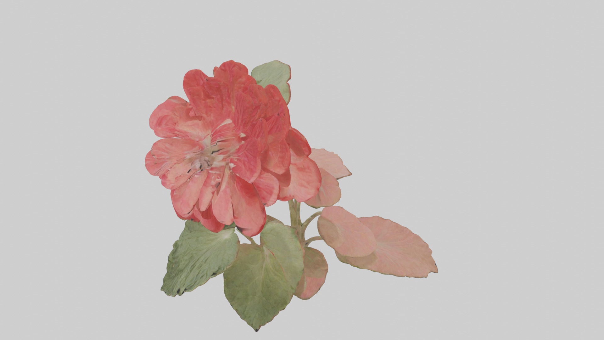 Geranium model Low-poly 3D model_17