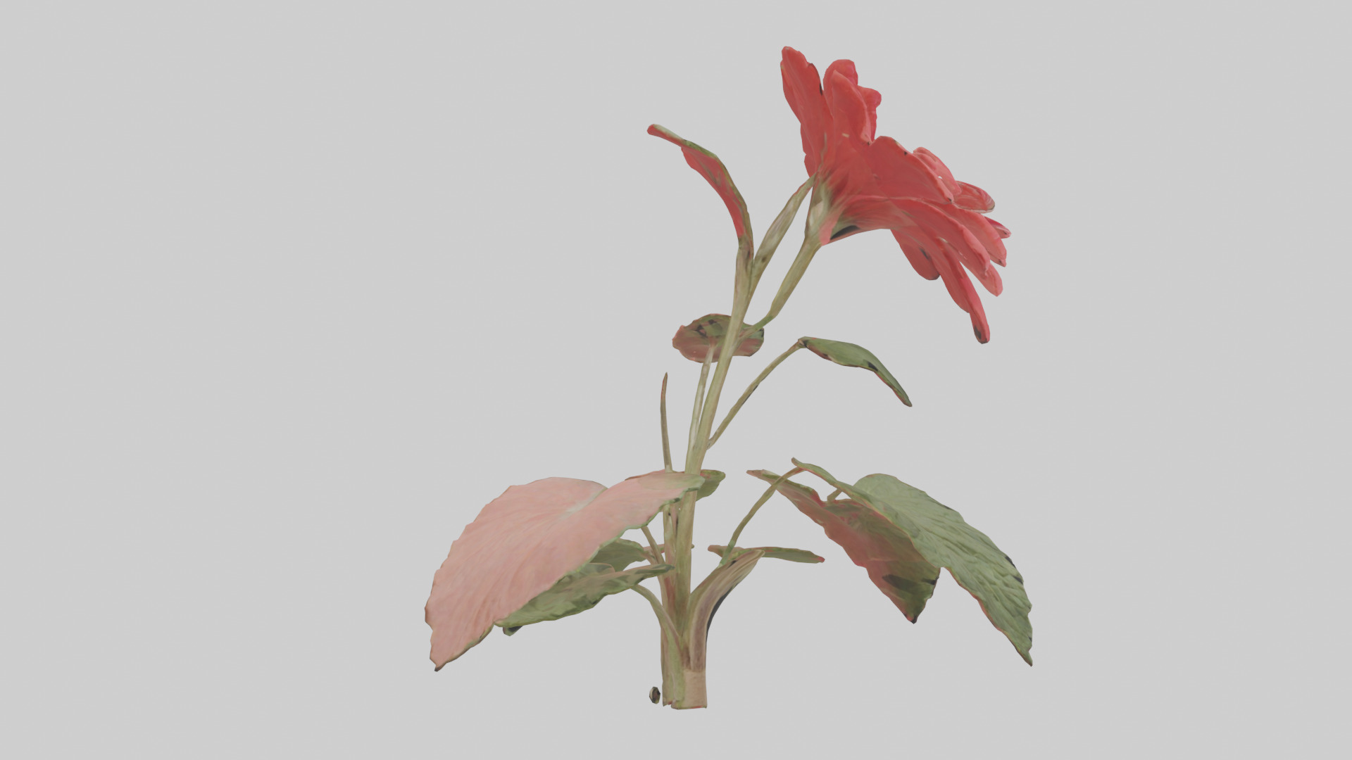 Geranium model Low-poly 3D model_11