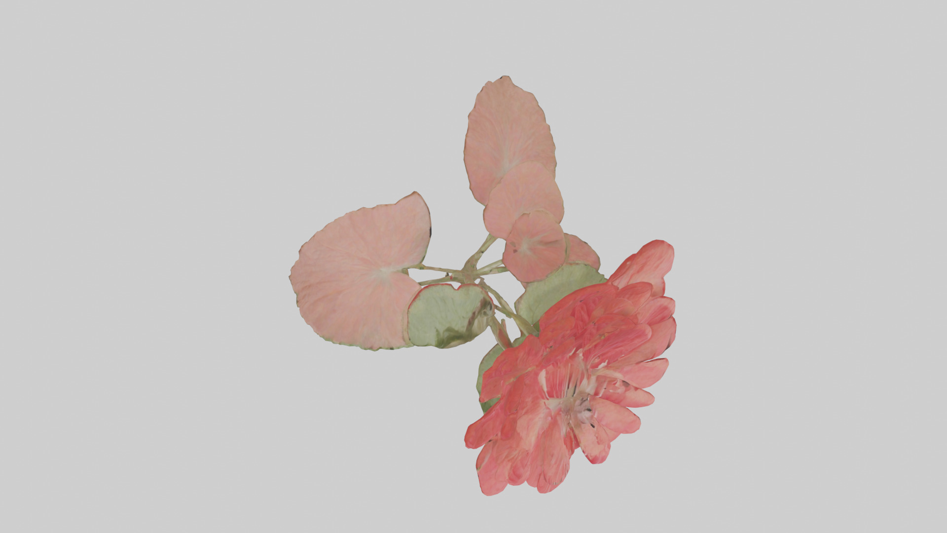 Geranium model Low-poly 3D model_14