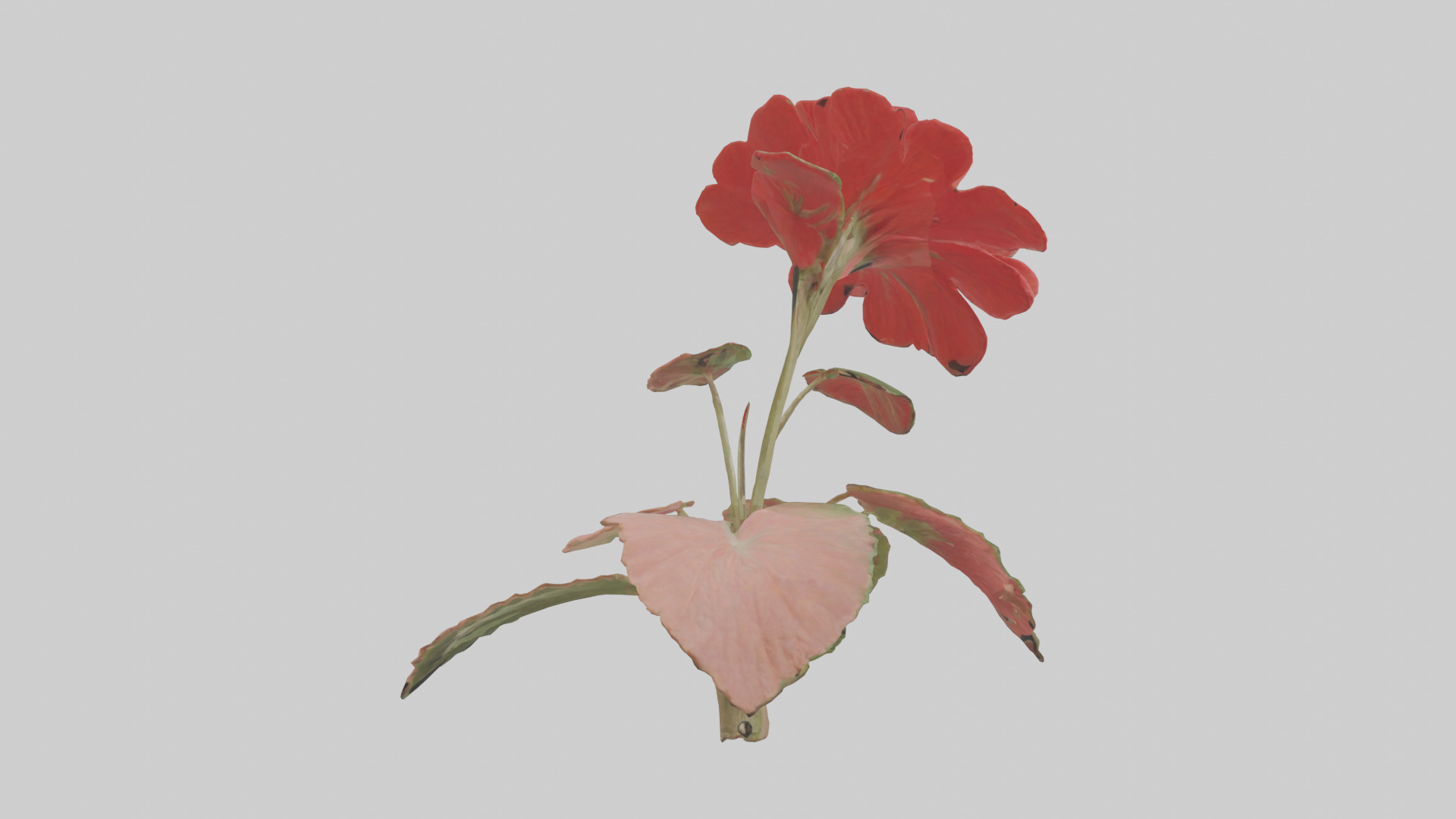Geranium model Low-poly 3D model_13