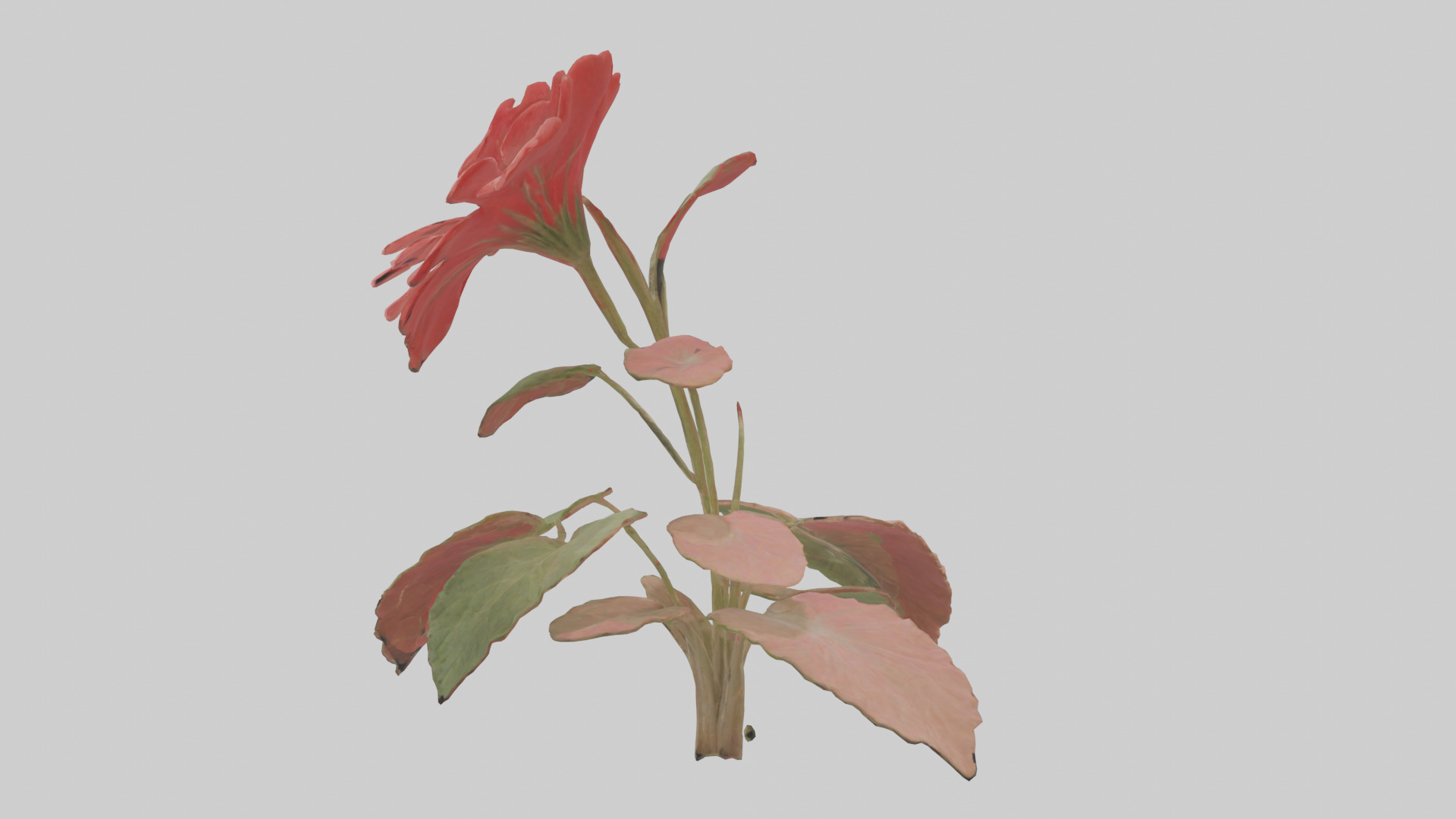 Geranium model Low-poly 3D model_1