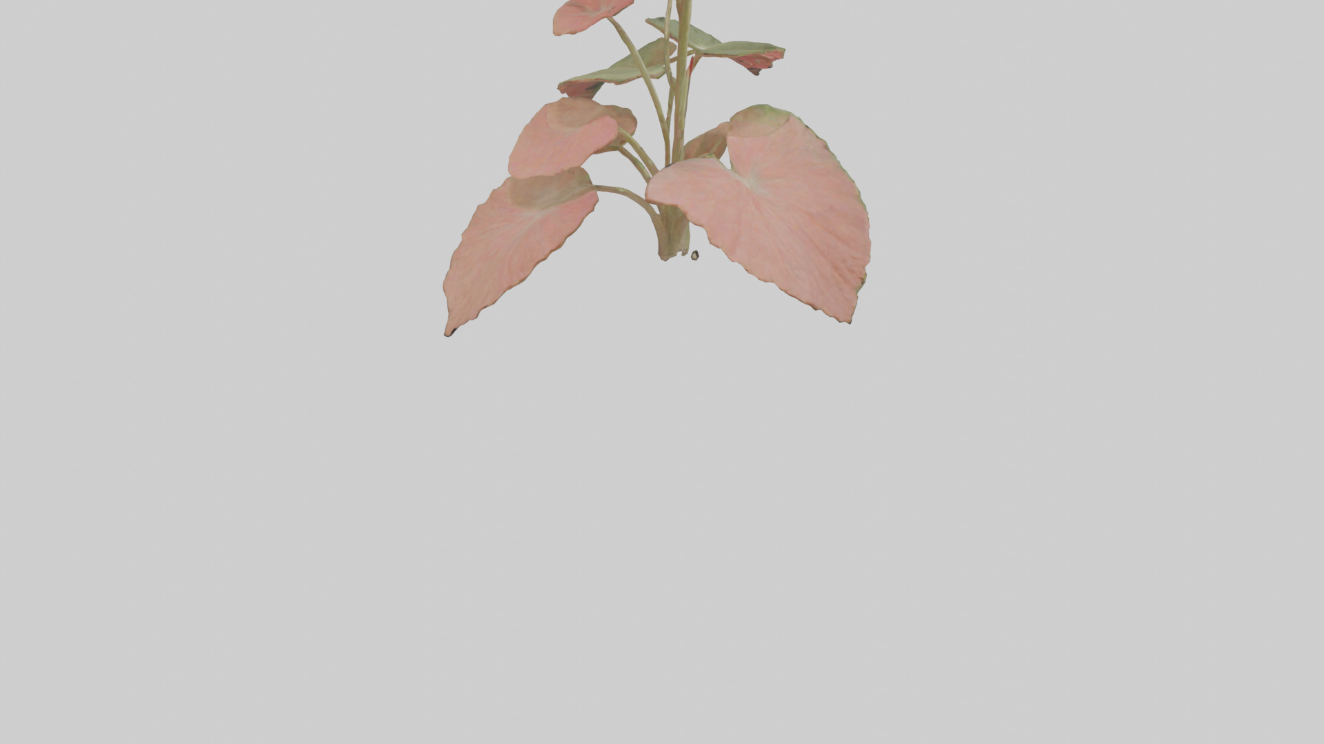Geranium model Low-poly 3D model_4