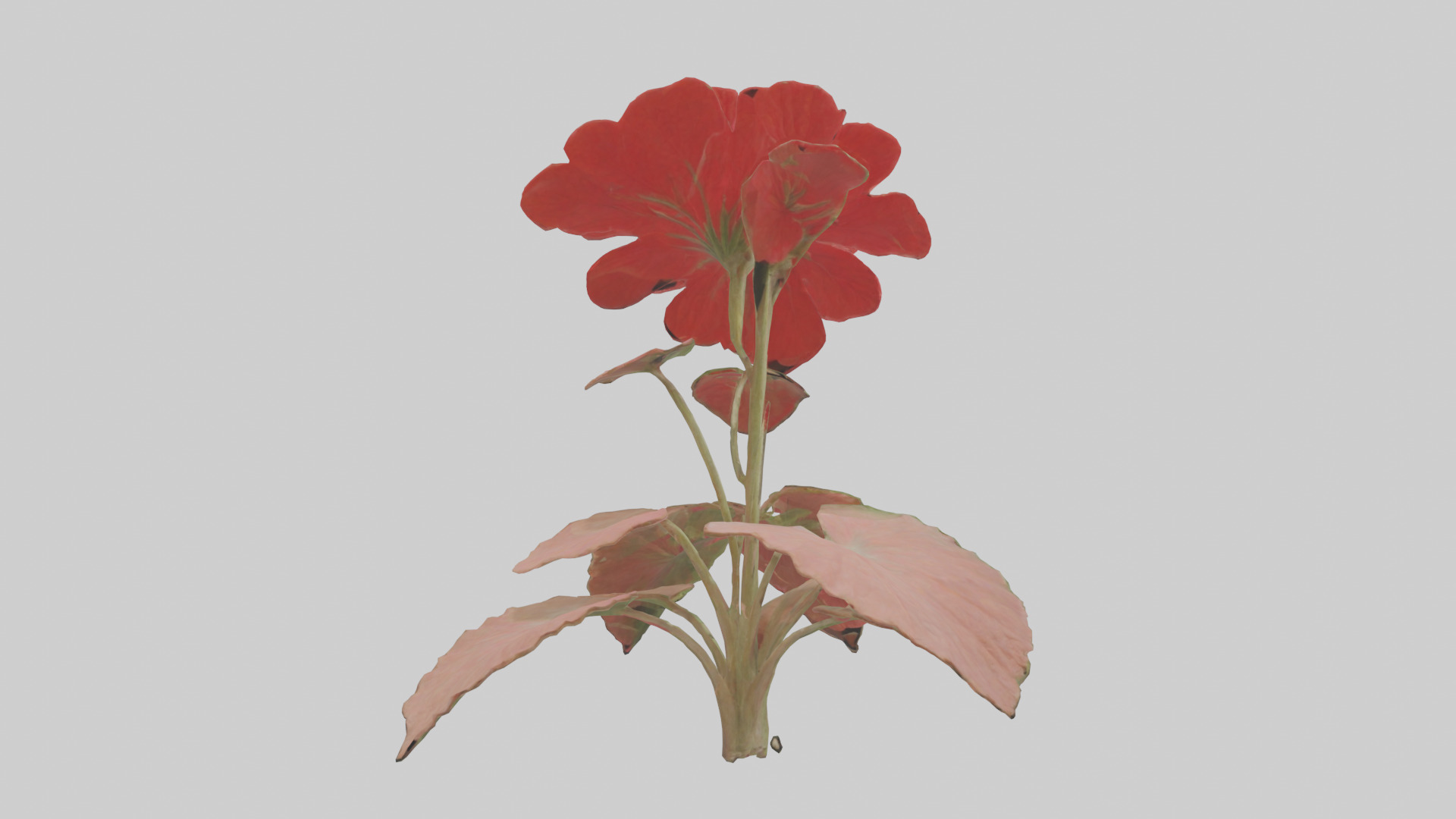 Geranium model Low-poly 3D model_2
