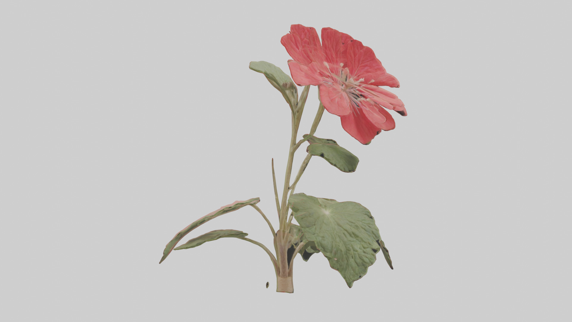 Geranium model Low-poly 3D model_9