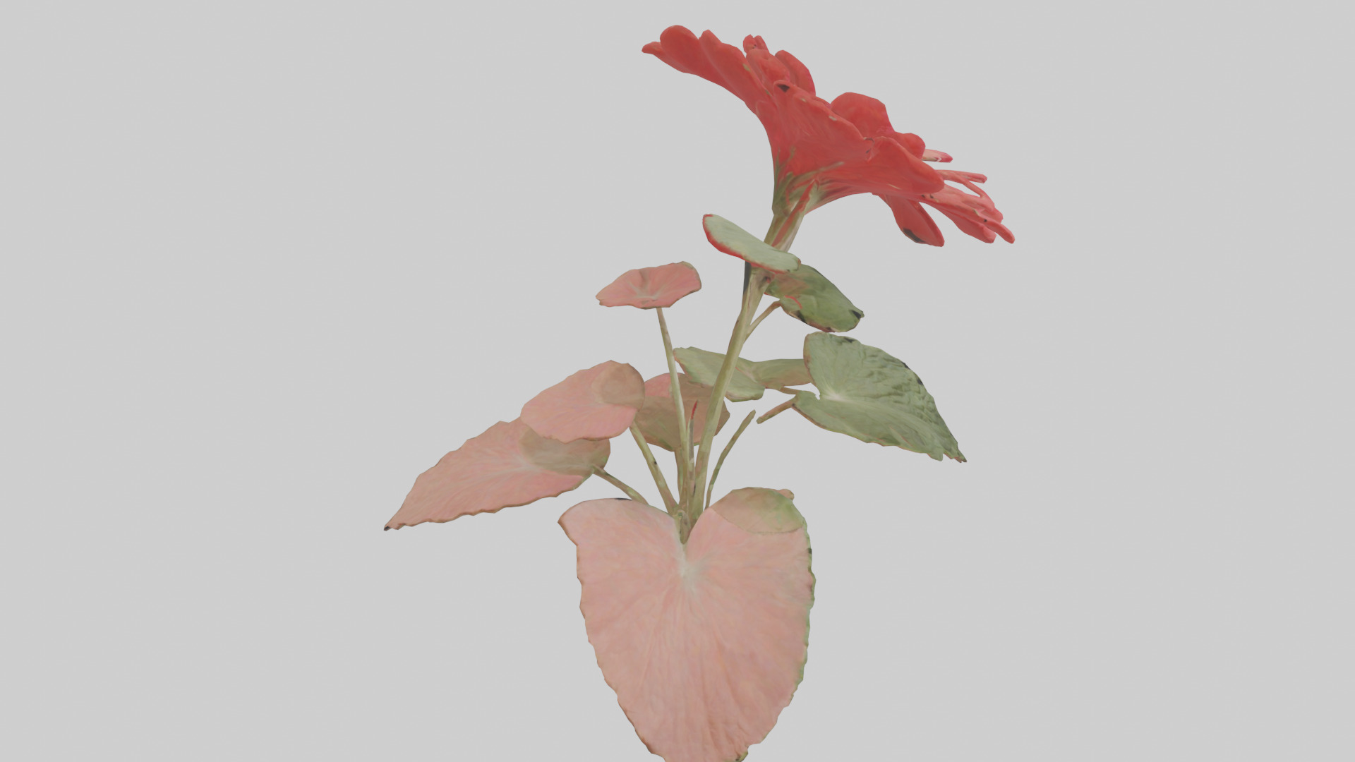 Geranium model Low-poly 3D model_18