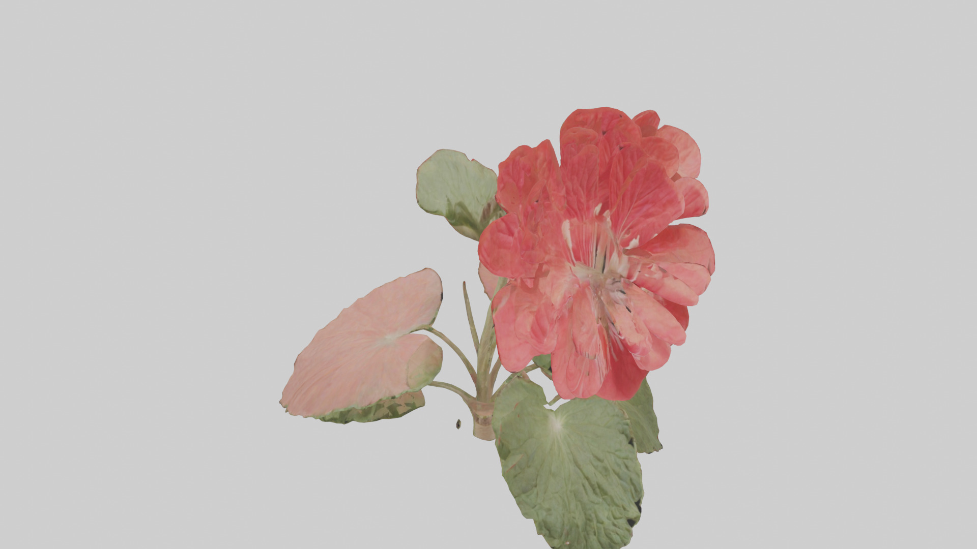 Geranium model Low-poly 3D model_16