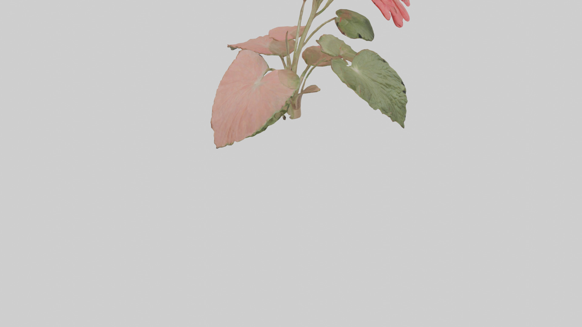 Geranium model Low-poly 3D model_6