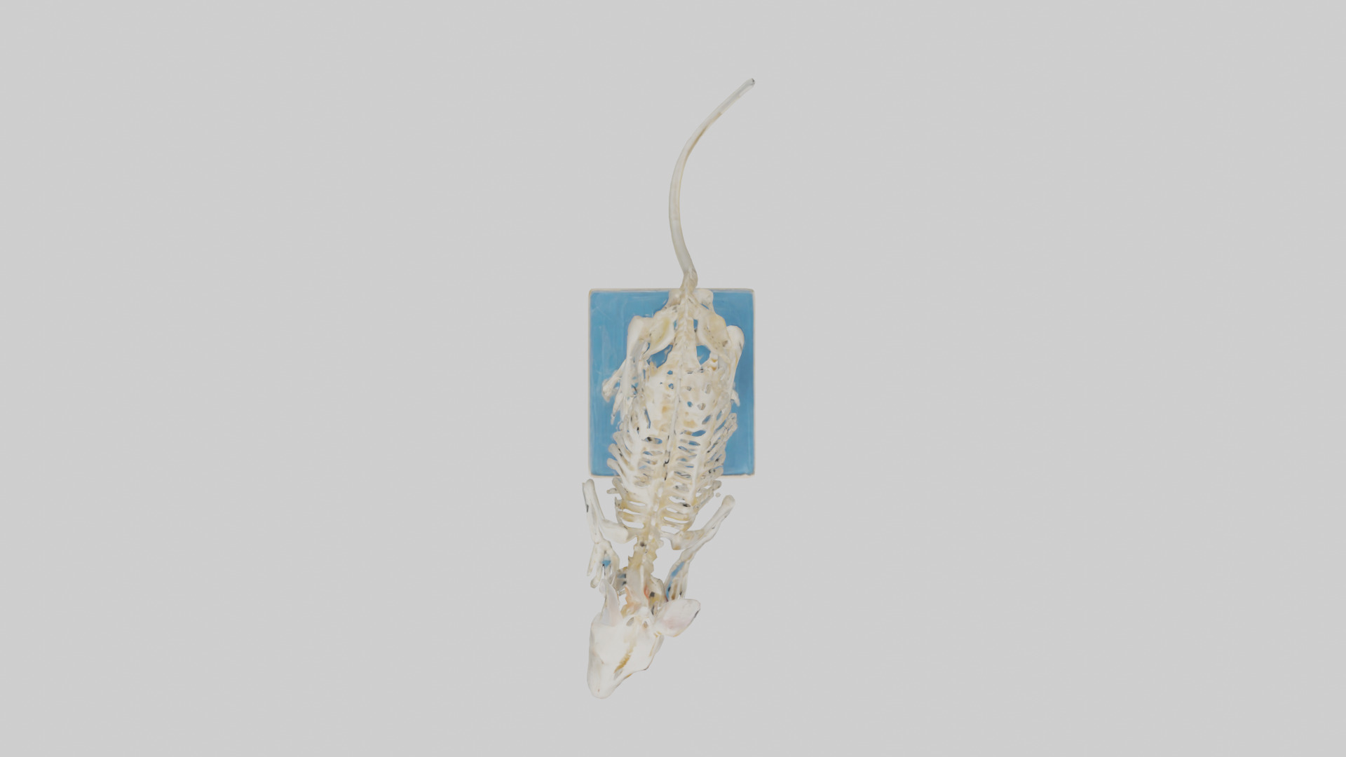 Gerbil Skeleton model Low-poly 3D model_14